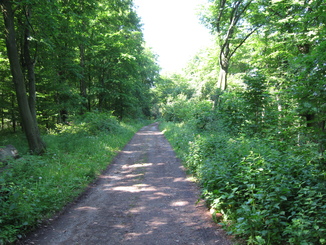 Waldweg auf dem Isenberg