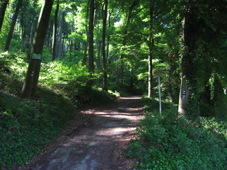 Waldweg zur Isenburg
